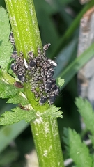 Metopeurum fuscoviride