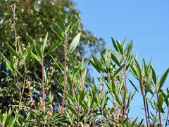 Comarostaphylis diversifolia diversifolia