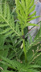 Metopeurum fuscoviride