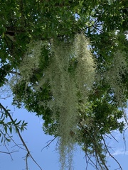 Tillandsia usneoides