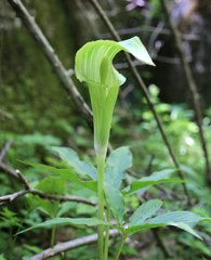 Arisaema nikoense