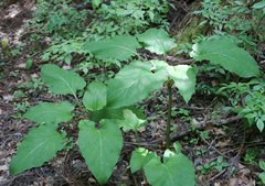 Cardiocrinum cordatum