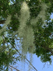 Tillandsia usneoides