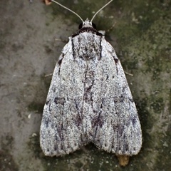 Catocala gracilis