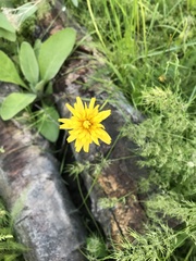 Microseris nutans