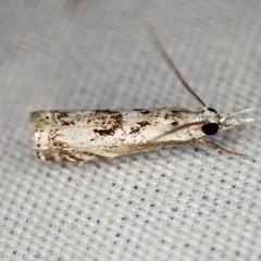 Microcrambus kimballi