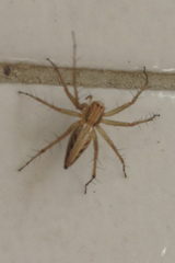 Oxyopes