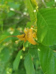 Puccinia coronata