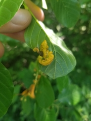 Puccinia coronata