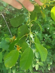 Puccinia coronata