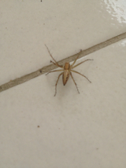 Oxyopes