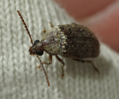 Amblycerus robiniae