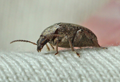 Amblycerus robiniae