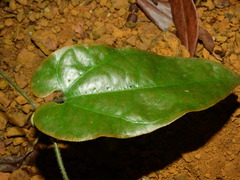 Aristolochia leprieurii