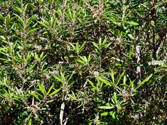 Comarostaphylis diversifolia diversifolia