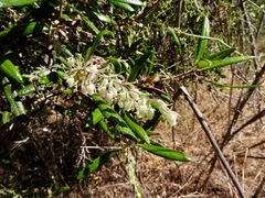 Comarostaphylis diversifolia diversifolia