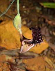 Aristolochia leprieurii