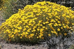 Grindelia anethifolia