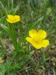Ranunculus
