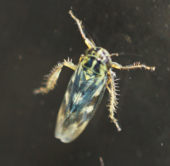 Macrosteles parvidens