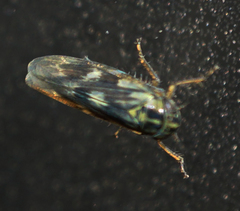 Macrosteles parvidens