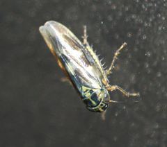 Macrosteles parvidens