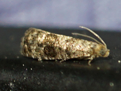 Grapholita packardi
