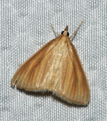 Nascia acutellus
