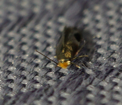 Stigmella resplendensella