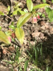 Vaccinium myrtilloides image