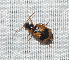 Lebia fuscata