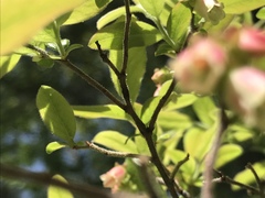 Vaccinium myrtilloides image