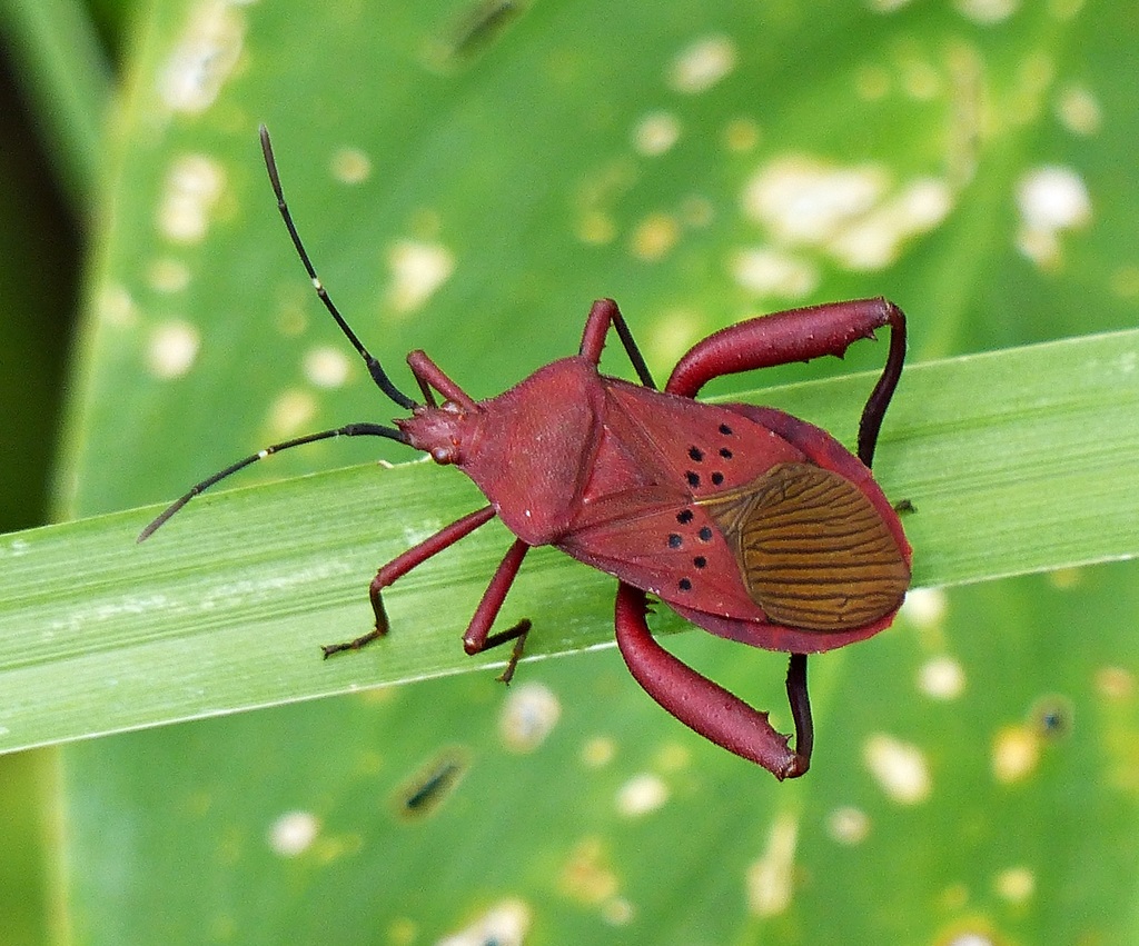Ugnius badius