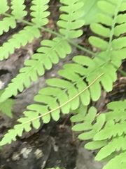 Pteridium aquilinum image