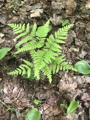 Pteridium aquilinum image