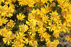 Grindelia anethifolia