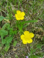 Ranunculus