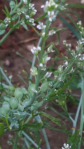 Garden Cress