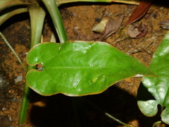 Aristolochia leprieurii