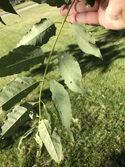 Ailanthus altissima