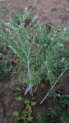 Lepidium sativum