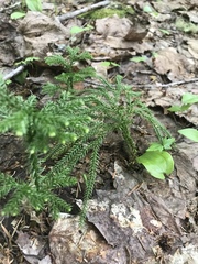 Media resource of Dendrolycopodium dendroideum