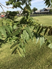 Ailanthus altissima
