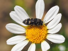 Acmaeoderella flavofasciata flavofasciata