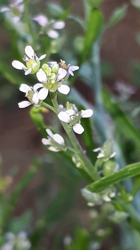 Image of Lepidium sativum by (c) Markus Krieger, some rights reserved (CC BY)