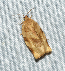 Choristoneura fractivittana