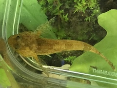 Cottus tallapoosae