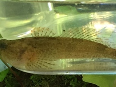 Cottus tallapoosae