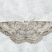 Sweetfern Geometer Moth - Photo (c) Josh Vandermeulen, some rights reserved (CC BY-NC-ND), uploaded by Josh Vandermeulen
