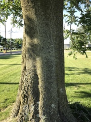 Ailanthus altissima